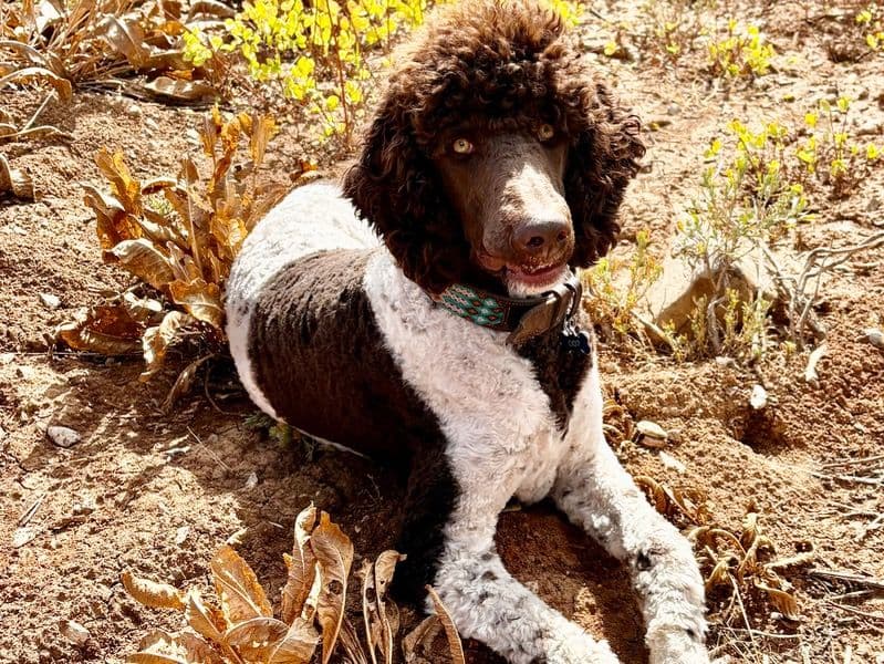 Standard Poodle 1 year old male large named 007 for breeding in Liberty, Utah | Petmeetly
