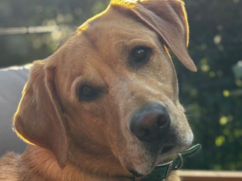 Labrador Retriever 4 years 10 months old male large named Walter for breeding in Santa Cruz County, California | Petmeetly