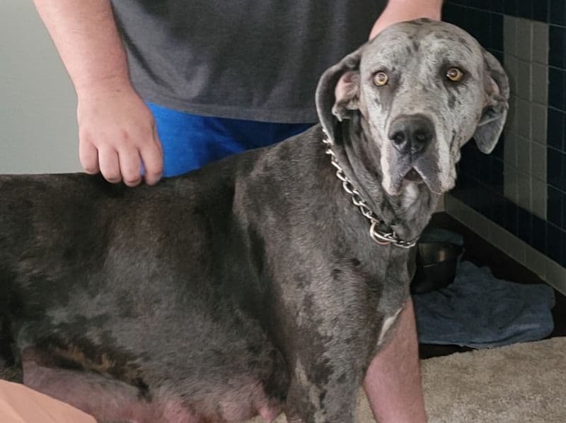 Great Dane 4 years old female extra large named Babooshka for breeding in Dallas County, Texas | Petmeetly