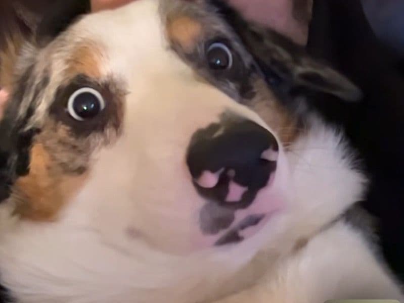 Cardigan Welsh Corgi 2 years 11 months old male medium named Capser for breeding in Johnson County, Kansas | Petmeetly