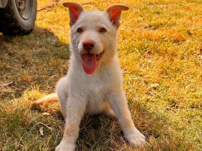 White German Shepherd Less than 1 month old male medium named Bubba for sale in Grimes County, Texas | Petmeetly