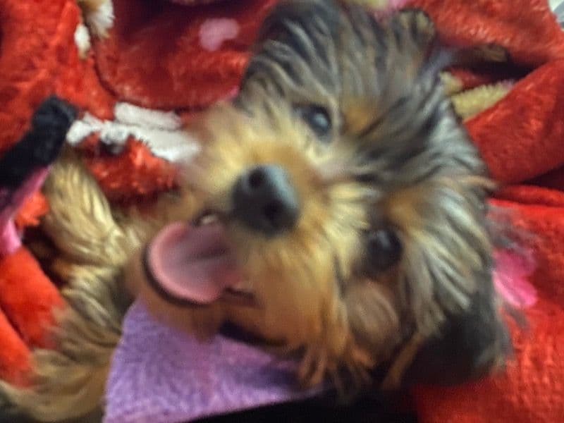 Coco - Yorkshire Terrier | Petmeetly