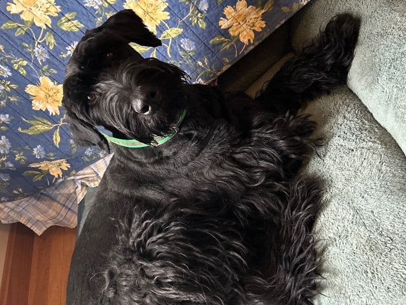 Giant Schnauzer 3 years 6 months old female large named Zoe for breeding in Shenandoah County, Virginia | Petmeetly