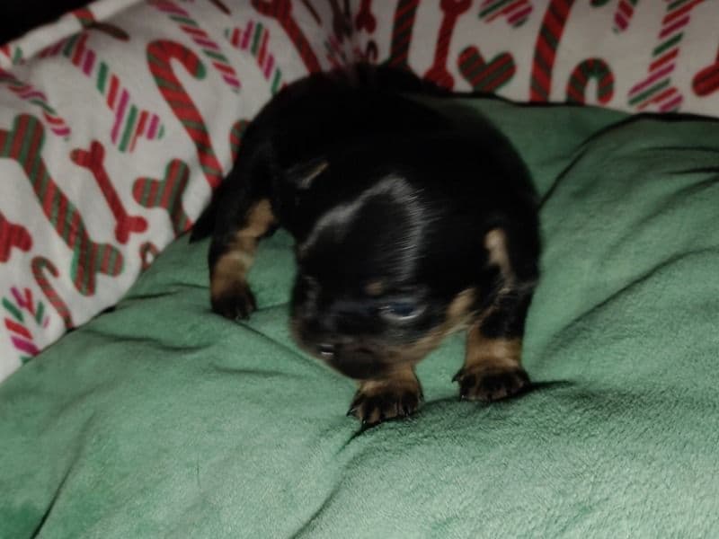 Frenchie Pug (Frug) 1 month old female small named Delilah for sale in Deschutes County, Oregon | Petmeetly