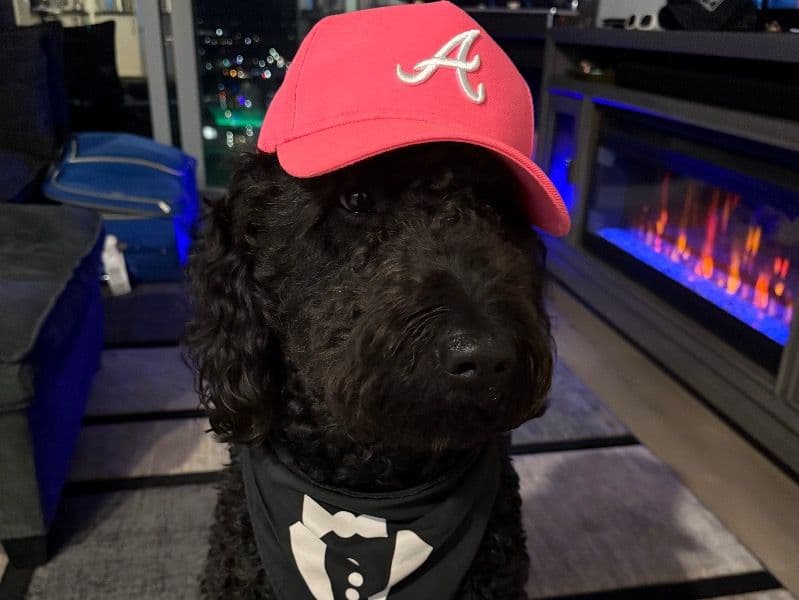 Goldendoodle 2 years 10 months old male large named Sevyn for breeding in Broward County, Florida | Petmeetly