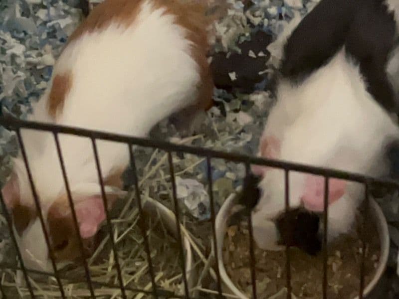 Popcorn And Waffles - Guinea Pig | Petmeetly