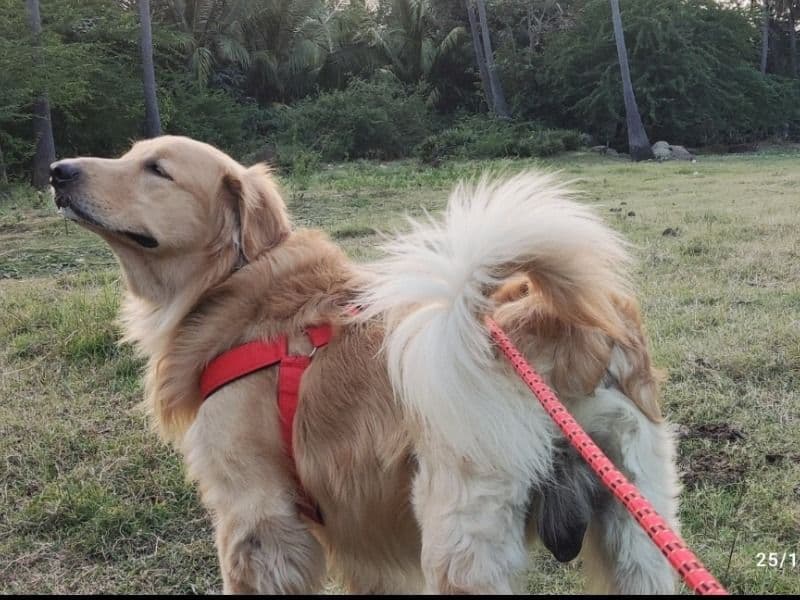 Golden Retriever 3 years 6 months old male large named Romeo for breeding in Salem, Tamil Nadu | Petmeetly
