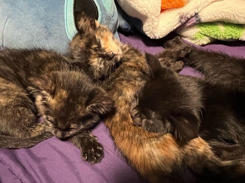 Calico 4 months old male named Unnamed Their Babies for adoption in Clark County, Nevada | Petmeetly