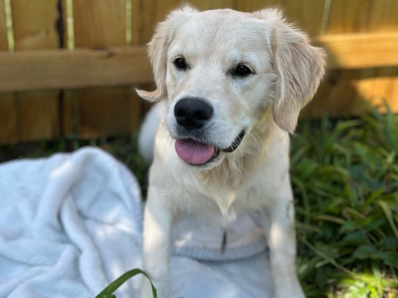 Golden Retriever 10 months old female large named Ellie for breeding in Johnson County, Kansas | Petmeetly
