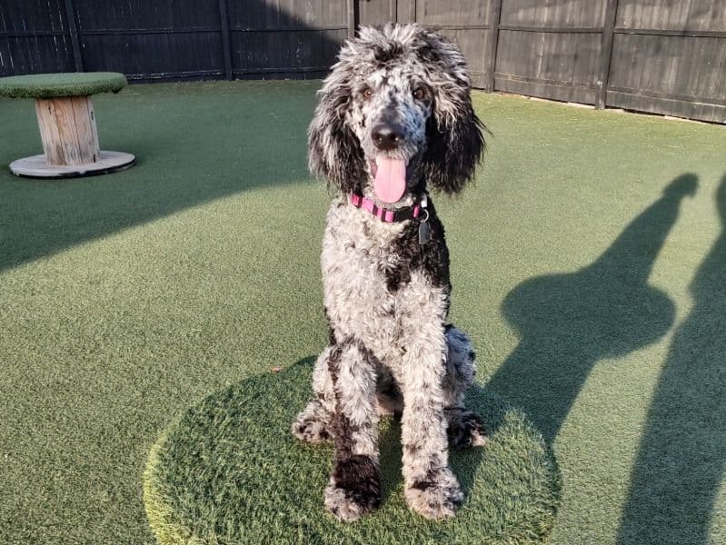 Ruby primary photo