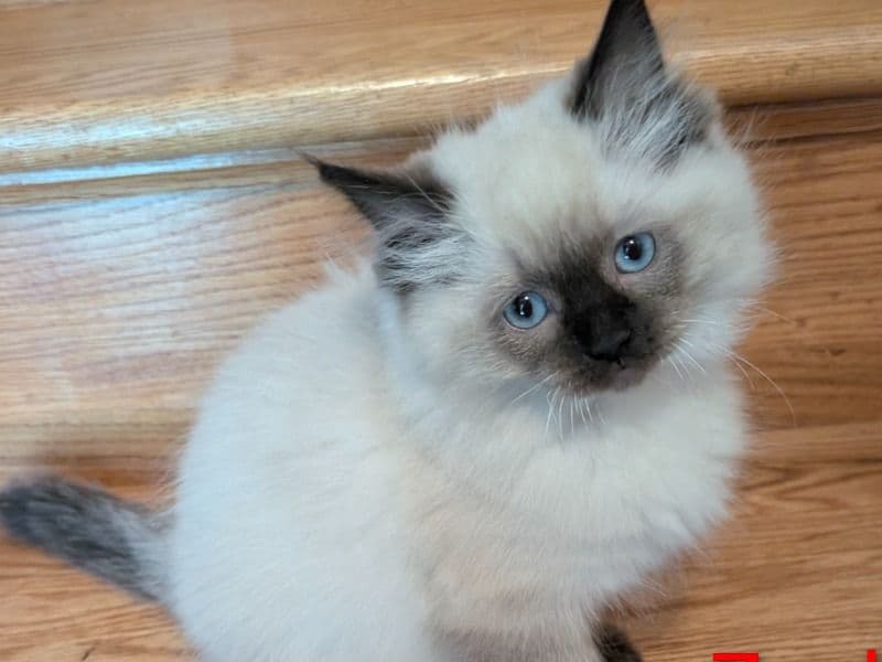 Zack - Ragdoll | Petmeetly