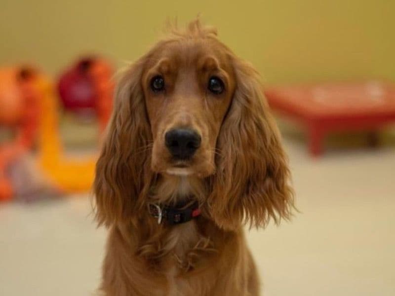 Simba primary photo