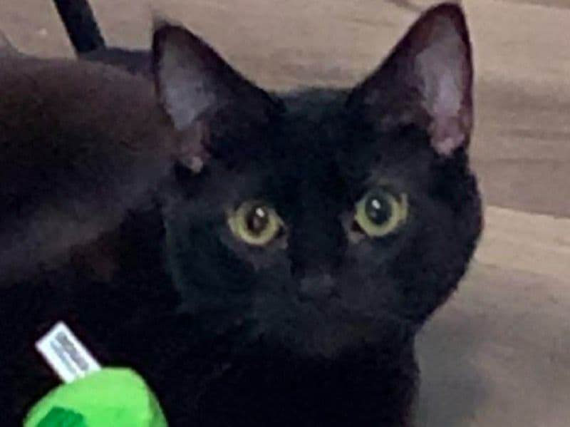 Fable - Domestic Shorthair | Petmeetly