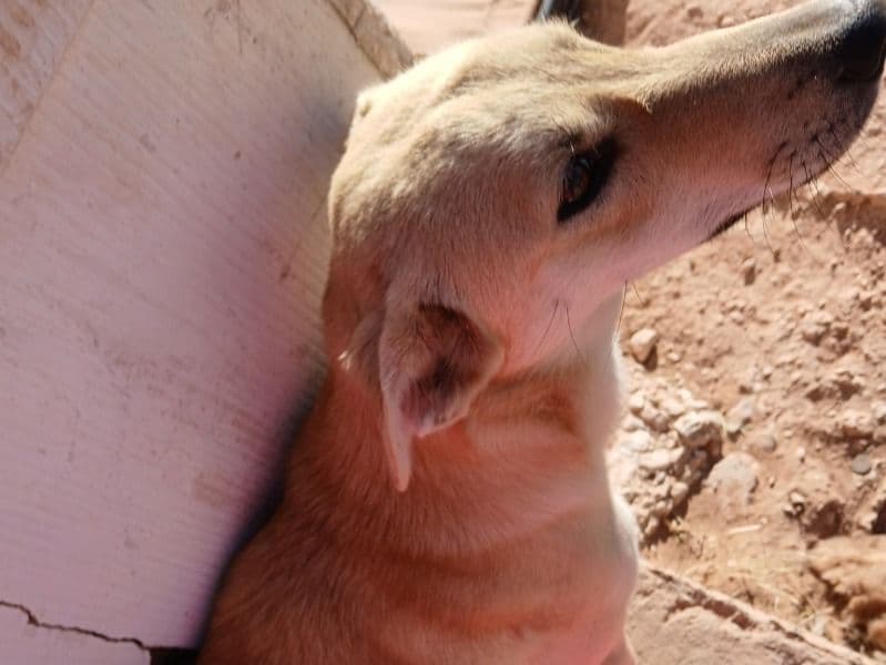 Shepsky 9 months old female medium named Little Sister for adoption in Grape Creek, Texas | Petmeetly