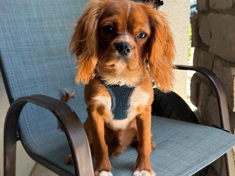 Cavalier King Charles Spaniel 10 months old male medium named Toffee for breeding in Frisco, Texas | Petmeetly