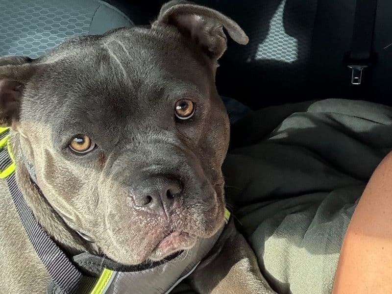 American Bully 1 year old male large named Marshall for breeding in Washington County, Utah | Petmeetly