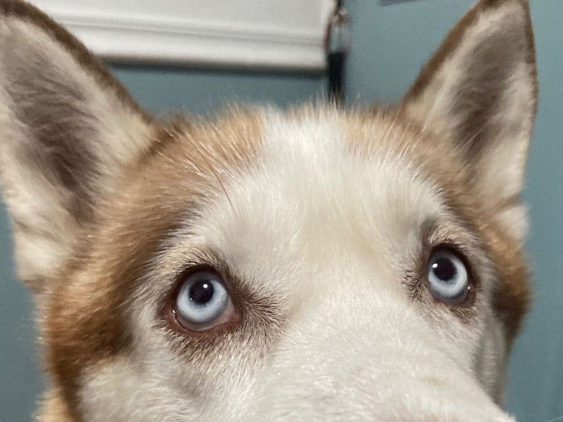 Alaskan Husky 3 years 5 months old male large named Rayo for breeding in Baltimore, Maryland | Petmeetly