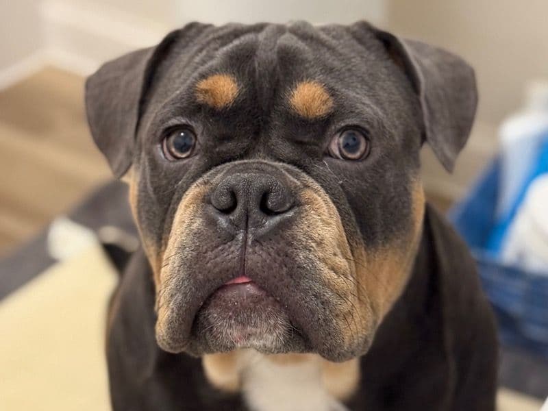 Old English Bulldog 1 year 6 months old male medium named Pablo for breeding in Merseyside, England | Petmeetly