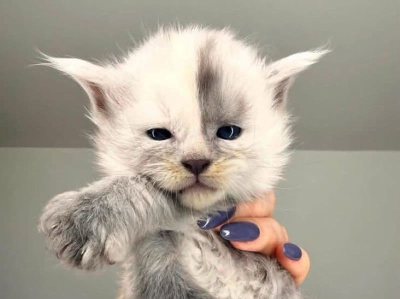 Mark - Maine Coon | Petmeetly