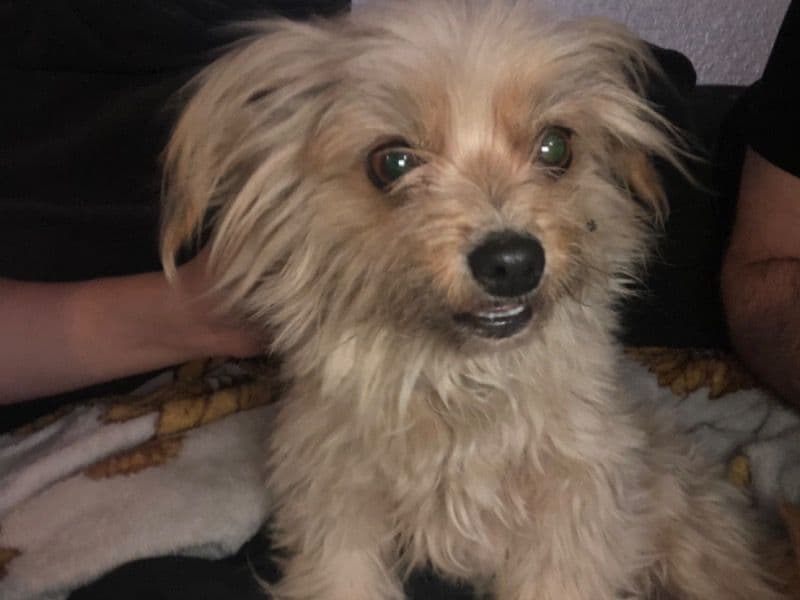 Yorkipoo 1 year old female small named Eve for sale in San Joaquin County, California | Petmeetly