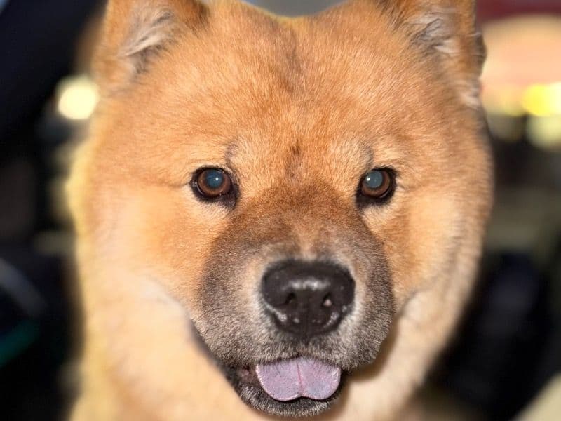 Chow Chow 2 years 11 months old female medium named Lulu for breeding in Edmonton, Alberta | Petmeetly
