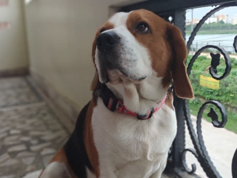 Beagle 6 years old male medium named Barfi for breeding in Hyderabad, Telangana | Petmeetly