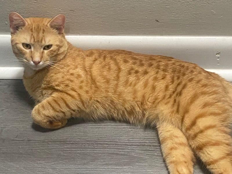 Simba - American Shorthair | Petmeetly