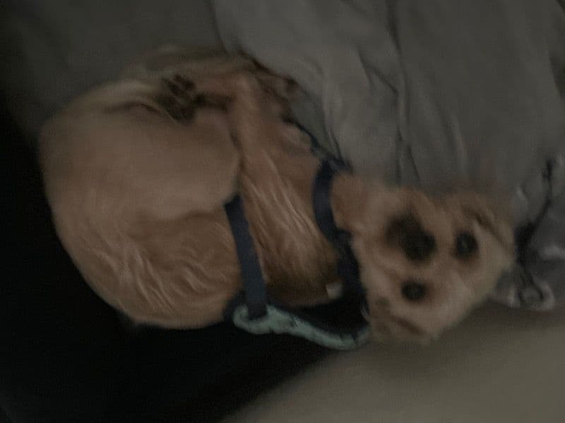 Yorkshire Terrier 1 year 5 months old male small named Scoob for adoption in Pasco County, Florida | Petmeetly