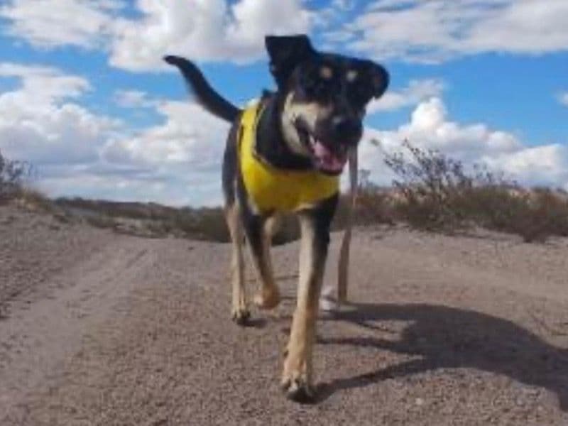 Caucasian Shepherd Dog 1 year old female medium named Pink Taylor for sale in TRUTH CONSQ, New Mexico | Petmeetly