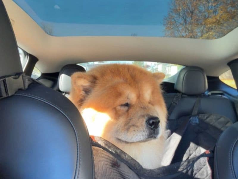 Chow Chow 2 years 2 months old male medium named Cooper for breeding in Lanaudière, Quebec | Petmeetly