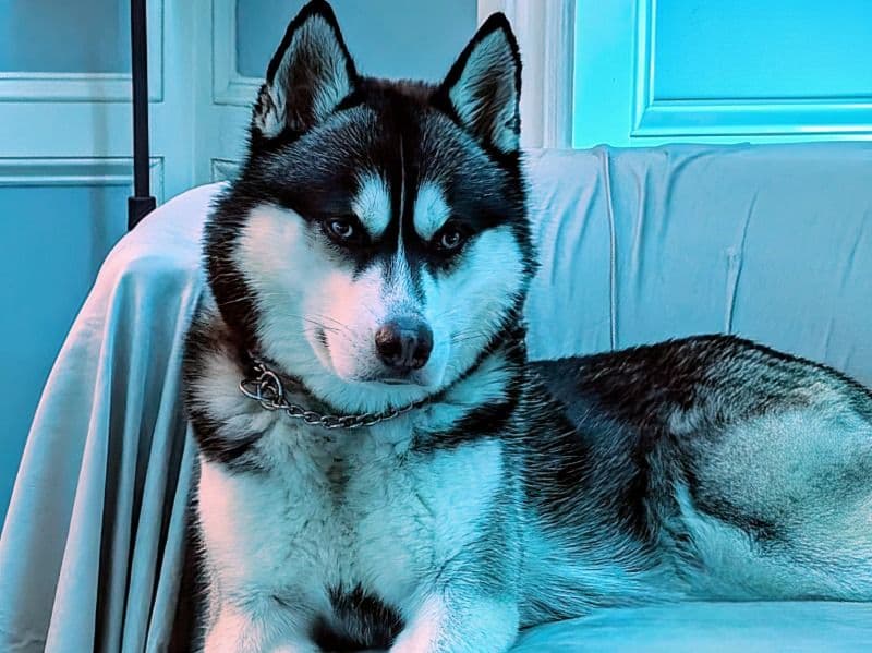 Siberian Husky 2 years 4 months old male large named Ice for breeding in Nassau County, New York | Petmeetly