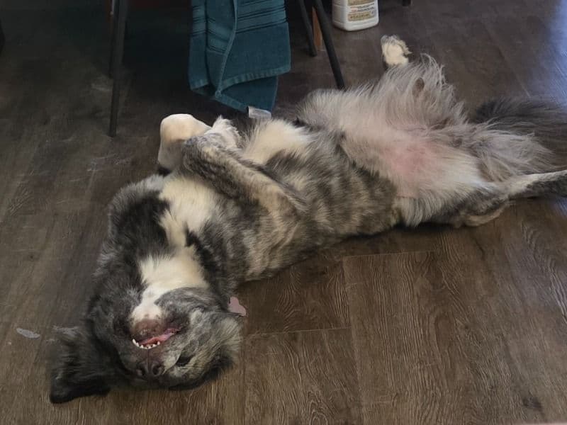 Luna primary photo