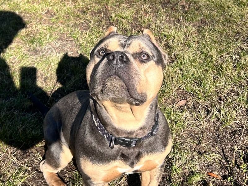 American Bully 1 year 2 months old male medium named Deebo for breeding in Craven County, North Carolina | Petmeetly