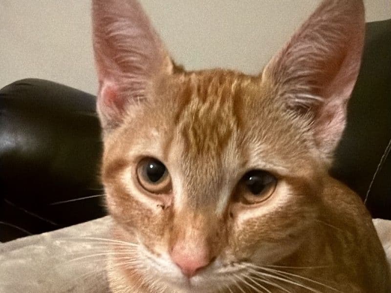 Garfield - Tabby | Petmeetly