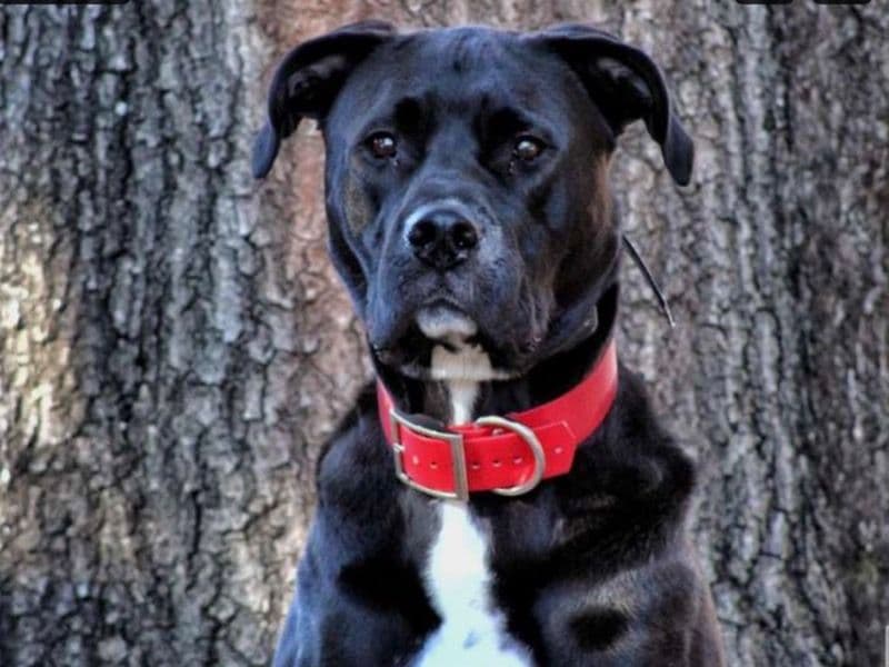 Great Dane 7 years old male large named Elvis for adoption in Mobile County, Alabama | Petmeetly