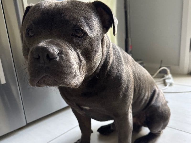 Staffordshire Bull Terrier 10 months old male medium named Duke for breeding in The Council of the Shire of Hornsby, New South Wales | Petmeetly