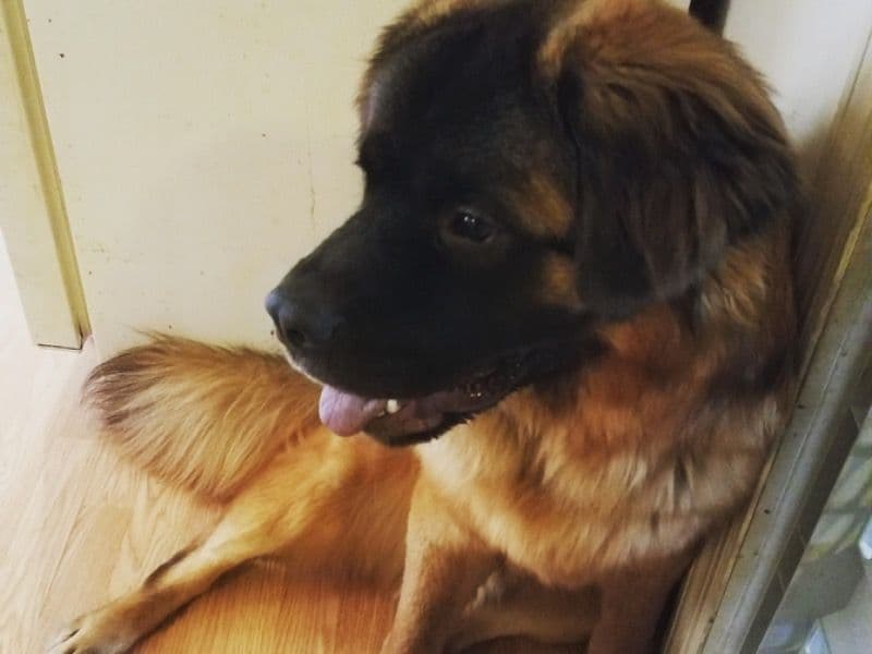 Hank primary photo