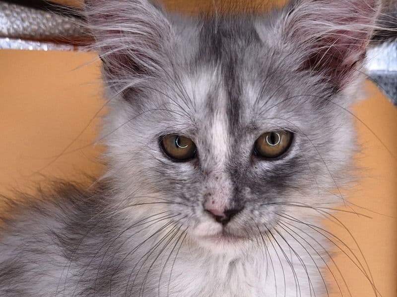 Maine Coon 3 months old female named Yoda for sale in Paulding County, Georgia | Petmeetly