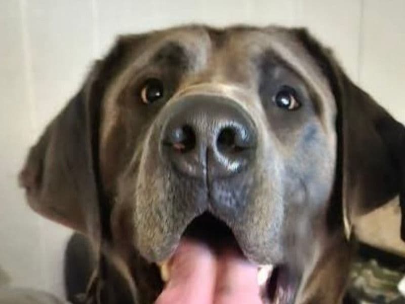 English Labrador Retriever 1 year 9 months old male large named Coalton for breeding in Southampton County, Virginia | Petmeetly