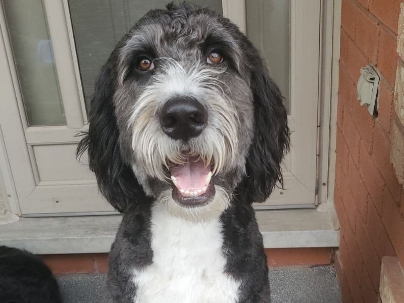 Archie primary photo