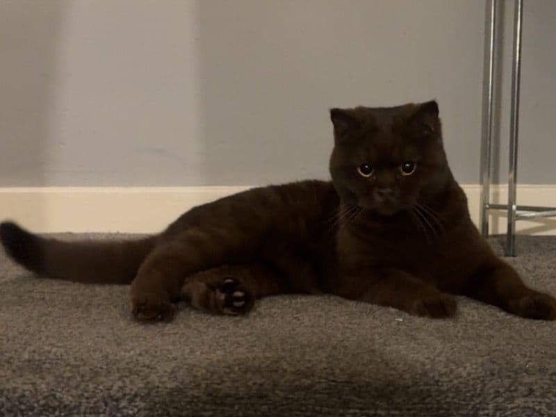 Coco primary photo