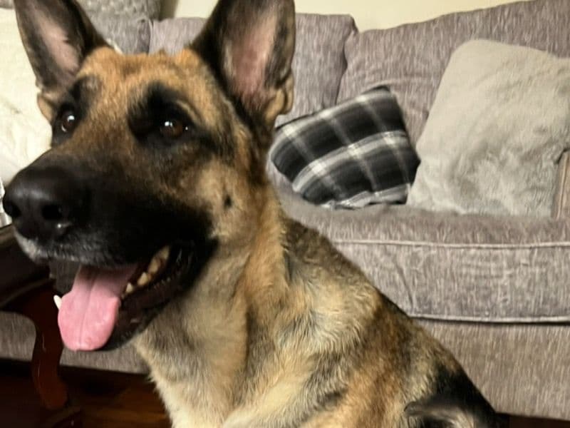 German Shepherd 4 years 8 months old female extra large named Karen for sale in Decaturville, Tennessee | Petmeetly