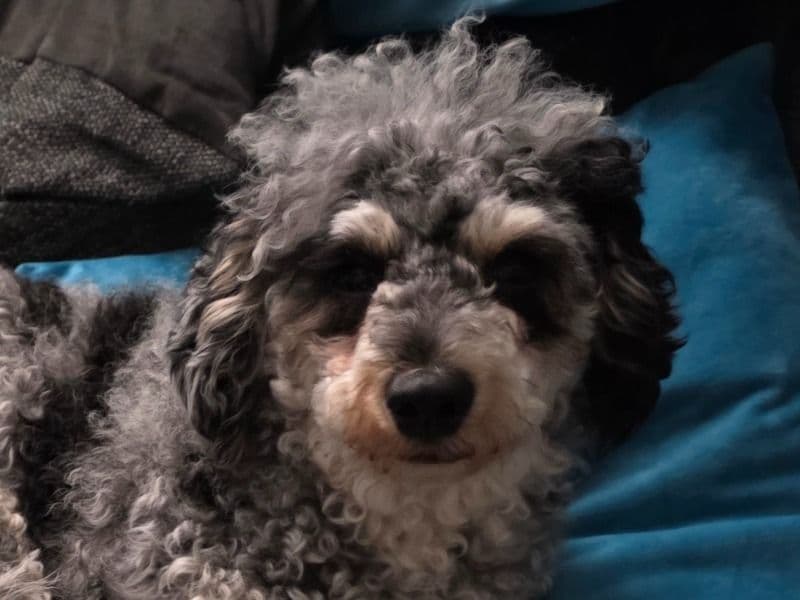 Poochon 3 years old female medium named Roseie for breeding in Southend-on-Sea, England | Petmeetly