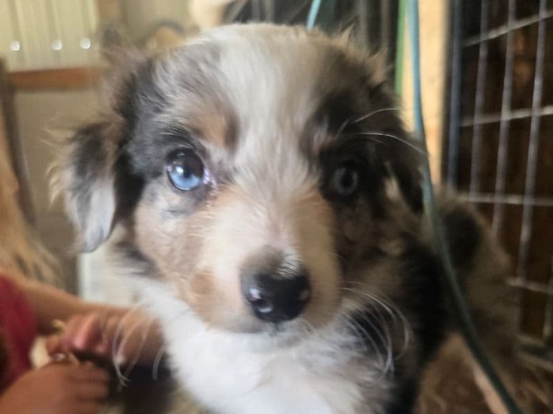 Puppy primary photo