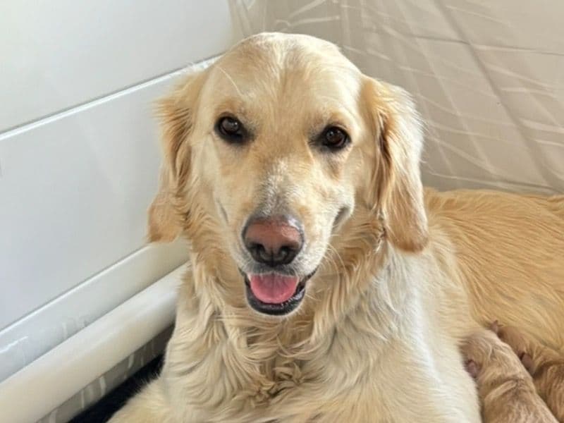 Golden Retriever 4 years old female medium named Little Miss Honey for breeding in Dallas County, Iowa | Petmeetly