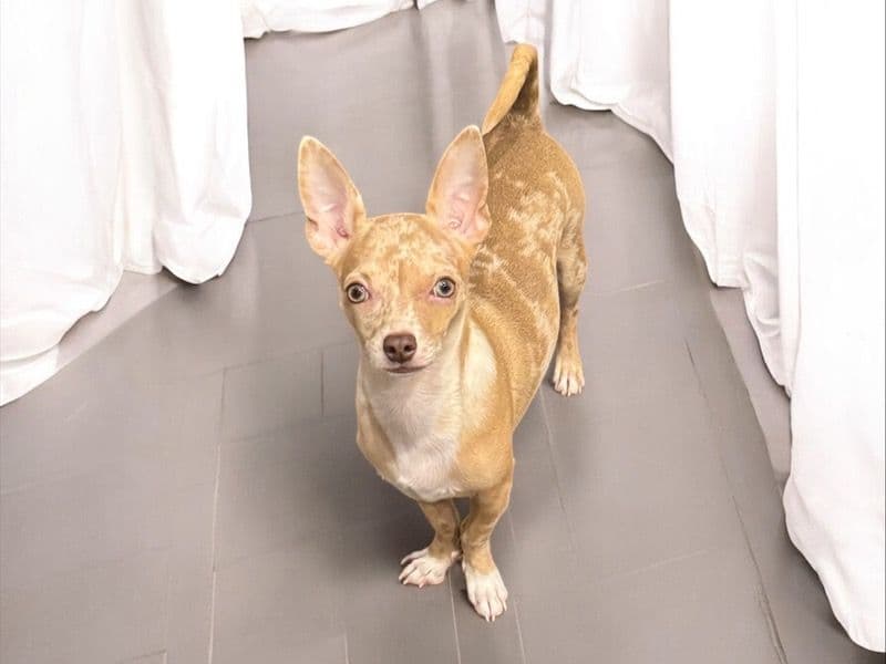 Deerhead chihuahua 9 months old male small named Spooky (merle) for breeding in Queens County, New York | Petmeetly