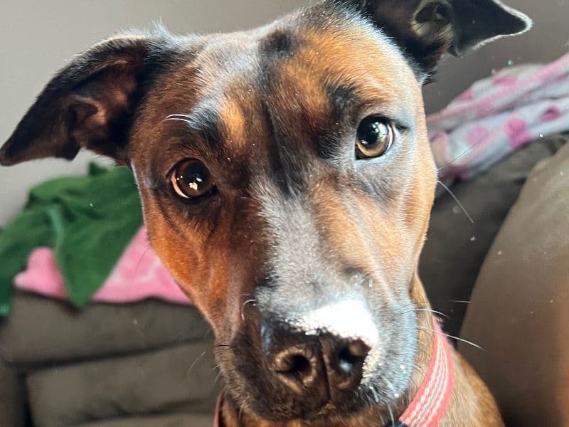 American PitBull Terrier 2 years old female medium named Mary for sale in Gaston County, North Carolina | Petmeetly