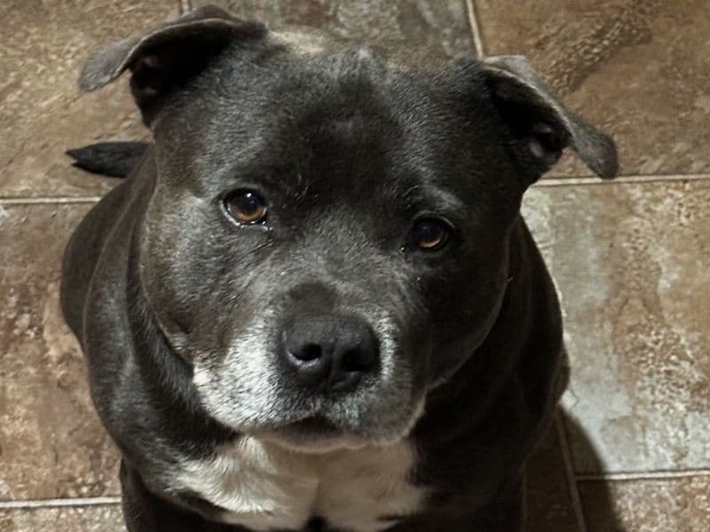 Staffordshire Bull Terrier 7 years 1 month old male large named Aj for breeding in South Australia | Petmeetly