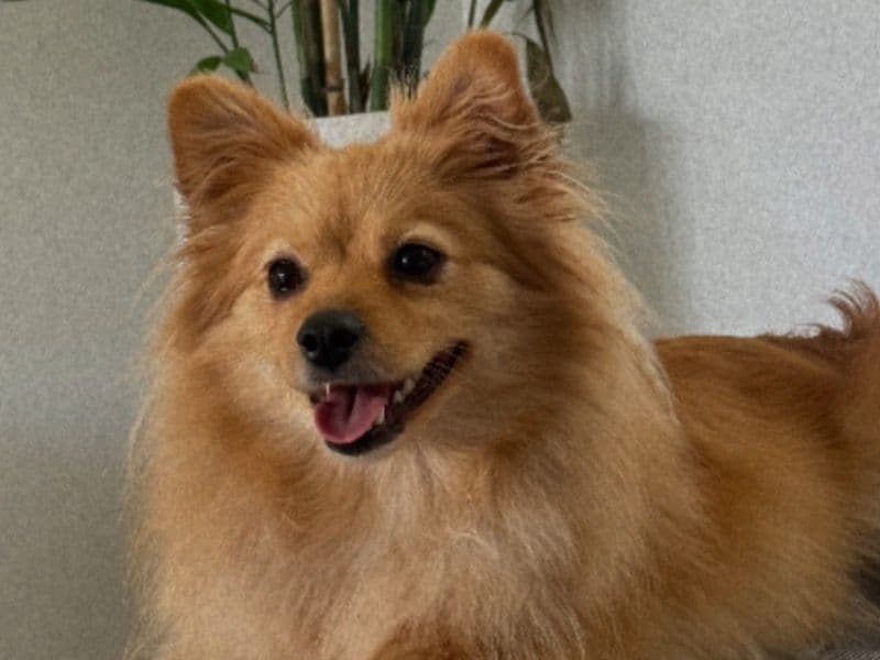 Pomeranian 2 years 4 months old female medium named Luna for breeding in Brisbane City, Queensland | Petmeetly