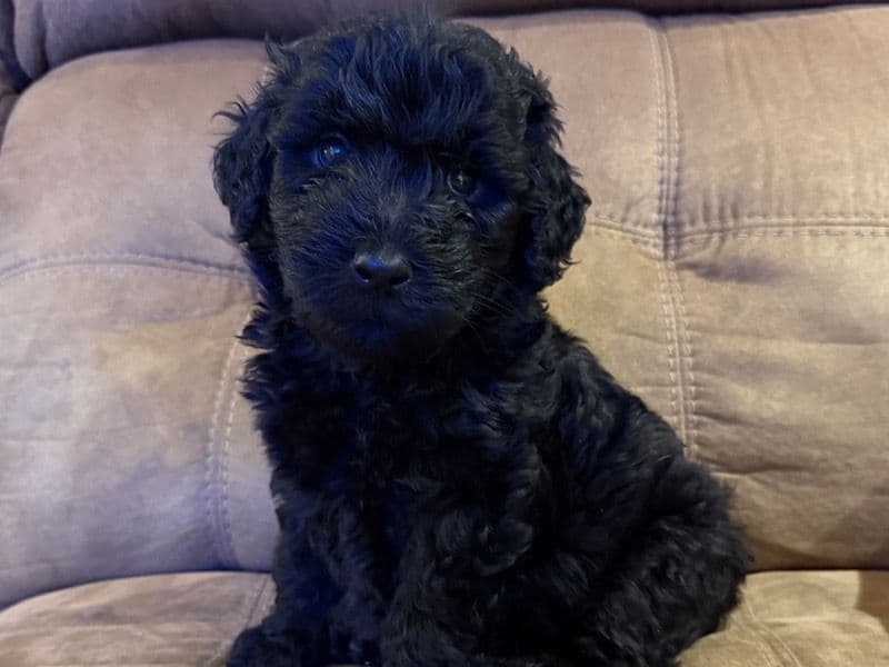 Double doodle 1 month old male medium named Whiskey for sale in Wise County, Virginia | Petmeetly